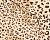 velboa 1*195gsm PKP113 color  E-003P